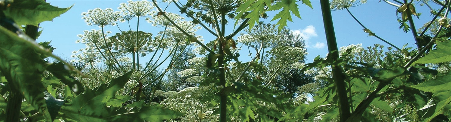 GIant Hogweed - PCA