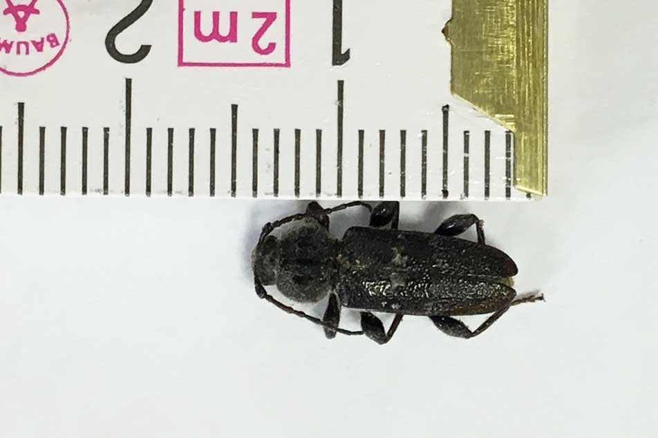 Dead woodworm beetles - signs of woodworm - Property Care Association