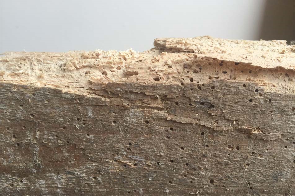Signs of Woodworm - Small Exit Holes - PCA