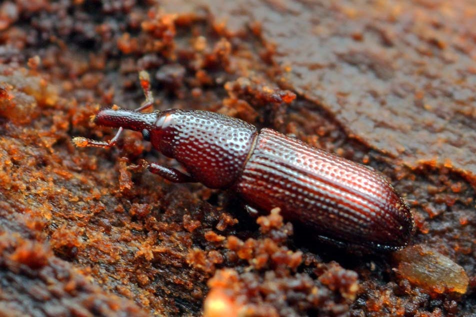 Wood Boring Weevil - PCA