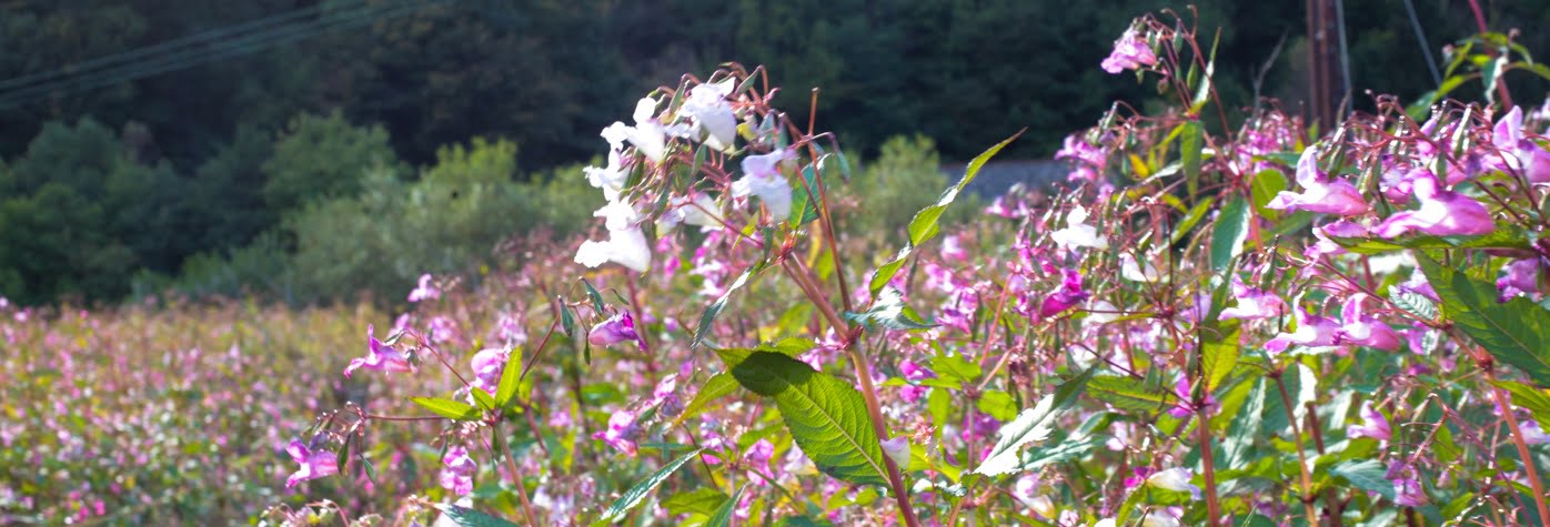 Himalayan Balsam - Property Care Association