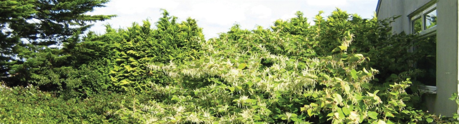 Invasive Plants and Weeds - Property Care Association