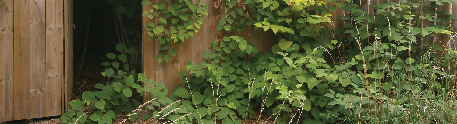Japanese Knotweed Legislation Banner - Property Care Association