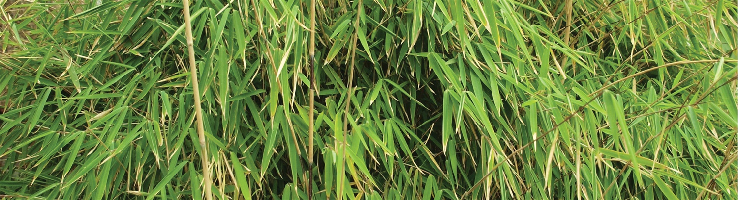 082 Invasive Weed Management Banner 1903 x 518