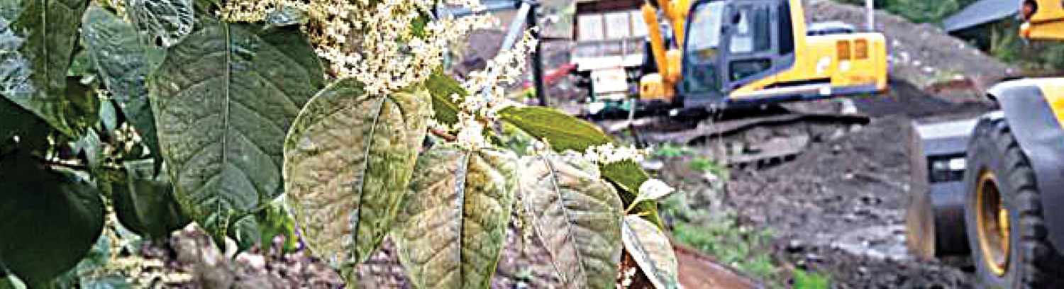 Building & Development Requirements & Invasive Weeds - Property Care Association