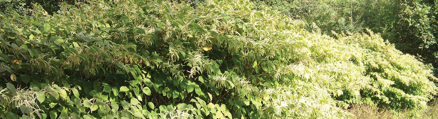 Invasive Weed Control Group Banner - Property Care Association